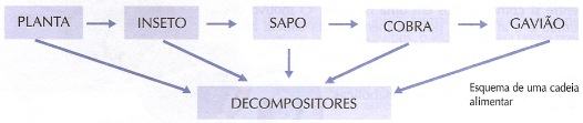 Esquema de uma cadeia alimentar