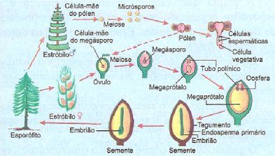 Ciclo reprodutor da gimnosperma