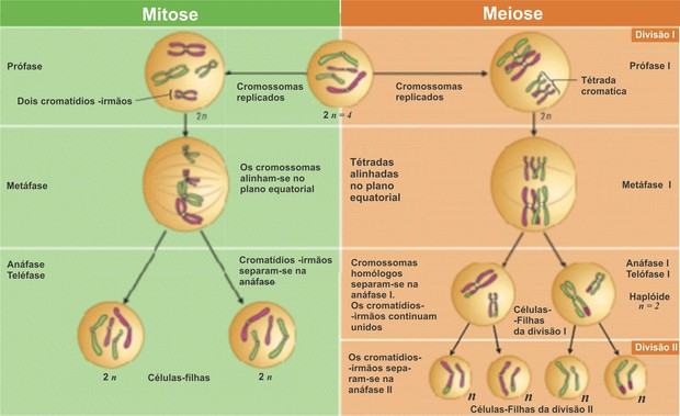 Diferenças Entre Mitose E Meiose Biologia Celular Cola Da Web 0298