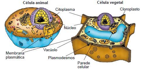Diferenças entre a célula animal e vegetal.