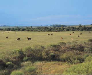 Pampas - Bioma - Geografia Do Brasil - Cola Da Web