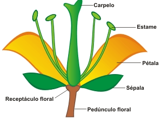 Angiospermas 