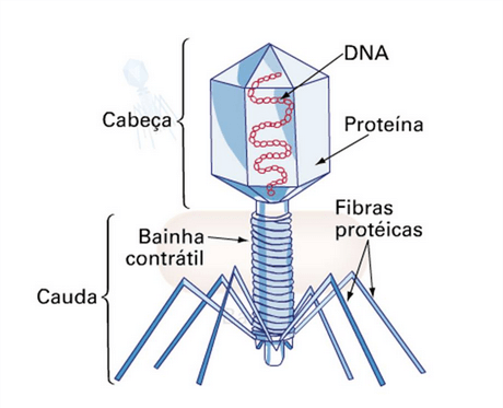 Resultado de imagem para estrutura dos virus