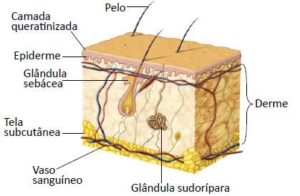 Pele Humana Derme Epiderme E Fun Es Cola Da Web