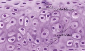 Tecido Cartilaginoso - Características E Tipos De Cartilagem - Cola Da Web