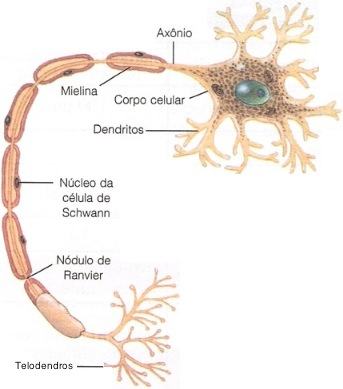 O neurônio e as células de glia.